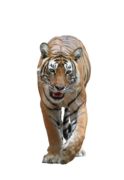 Bengal tiger — Stock Photo, Image