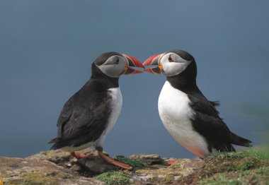 Two puffins clipart