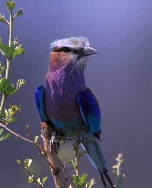 Lilac-breasted Roller clipart