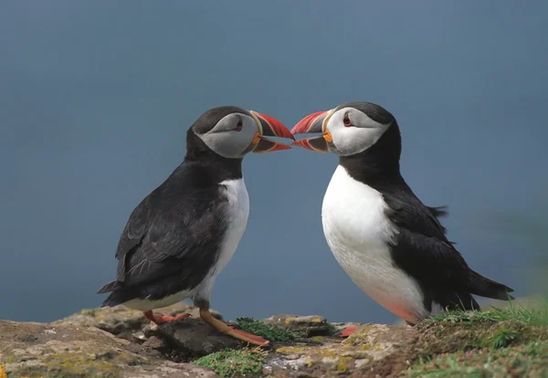 Two puffins — Stock Photo, Image
