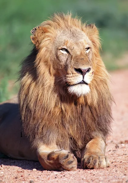 肖像画のライオン — ストック写真
