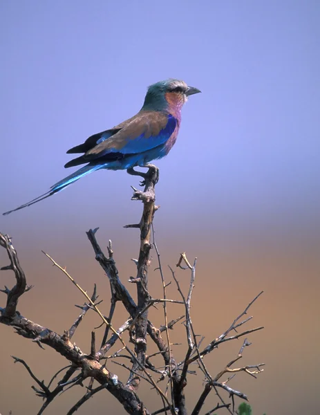 stock image Lilac-breasted Roller