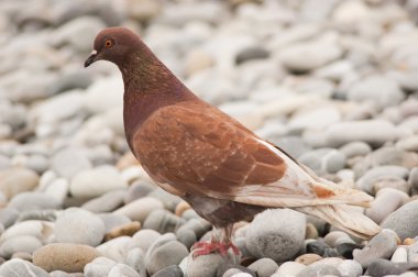 Pigeon / dove clipart