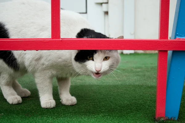 とらぬ猫 — ストック写真