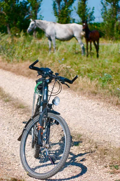 Bicicleta e cavalos — Fotografia de Stock