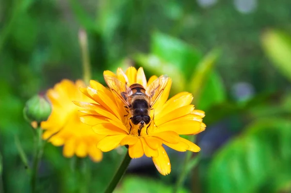 stock image Bee on flower