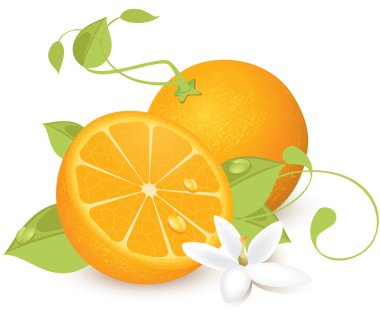 Oranges clipart