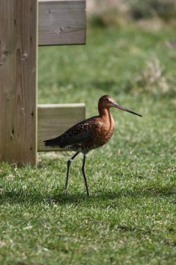 Yürüyen kuş (limosa)