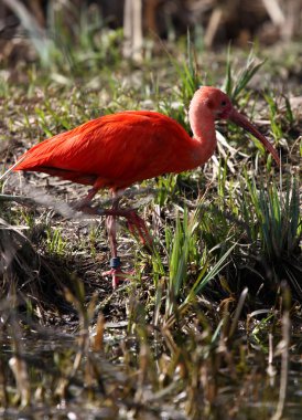 Ibis