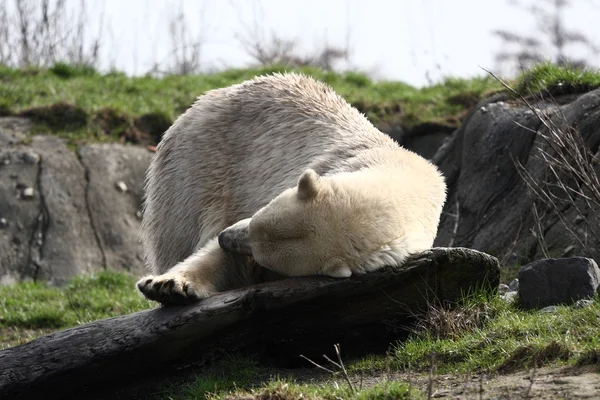 Urso de gelo a escaldar — Fotografia de Stock