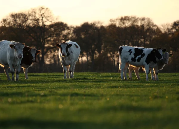 Vacas en una meddow — Foto de Stock