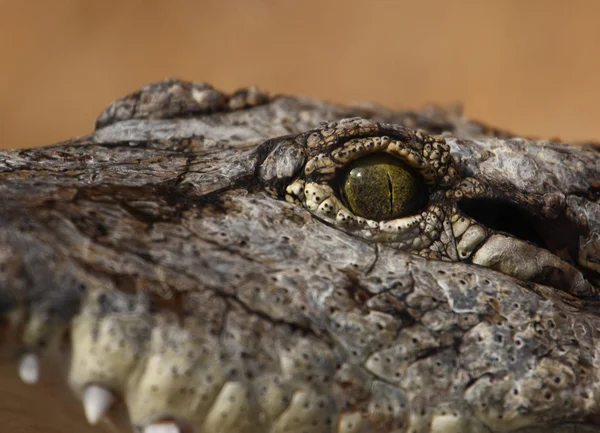 stock image Eye