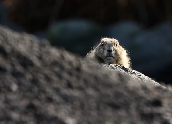 Marmota. — Foto de Stock