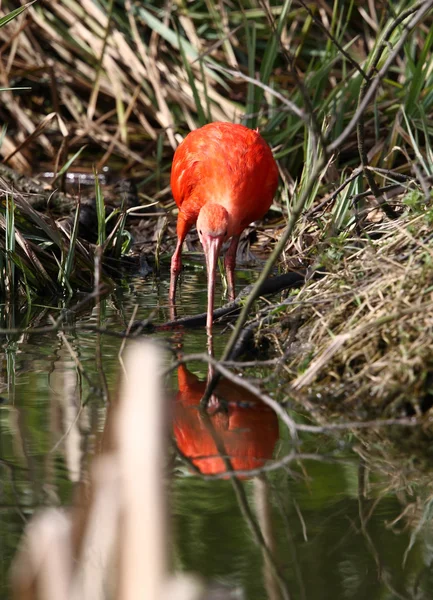 Κόκκινο ibis — Φωτογραφία Αρχείου