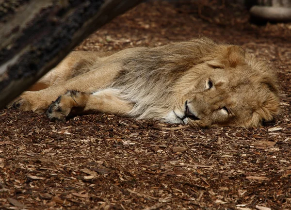 Lew śpiący — Zdjęcie stockowe