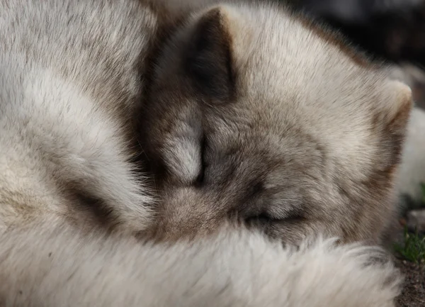 stock image Snowfox