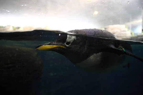 Крупним планом пінгвін — стокове фото