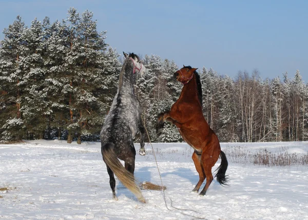 Dwa konie przed zimowym drewnem — Zdjęcie stockowe