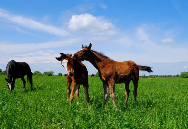 stock image Two foals on the field