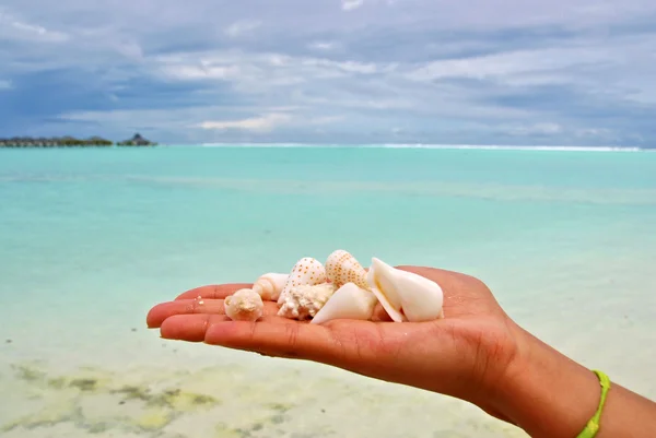 Seashells in una mano contro una spiaggia — Foto Stock