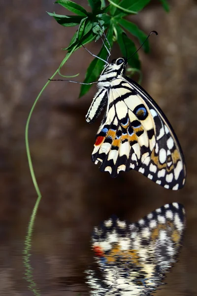 stock image Tropical butterfly Papilio demoleus