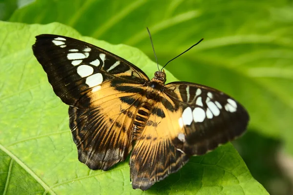 stock image Tropical butterfly Parthenos sylvia