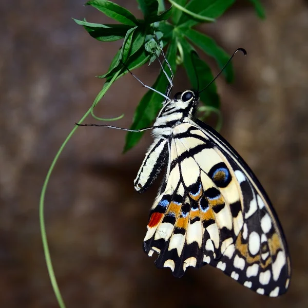 Papillon tropical Papilio demoleus — Photo