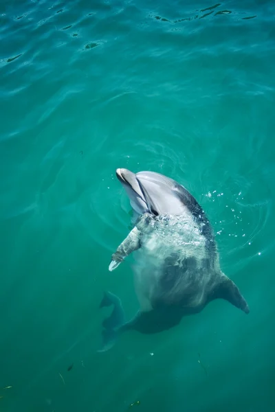 Closeup bottlenosed dolphin looking out — Stock Photo, Image