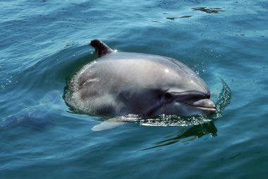 Bottlenose dolphin looking out the water clipart