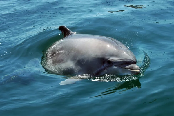 Бешеный дельфин, выглядывающий из воды — стоковое фото