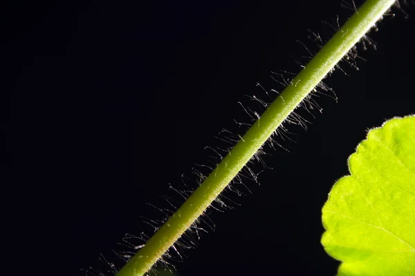 Hairsprings on geranium stem — Stock Photo, Image