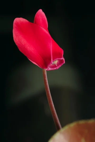 Çiçek açan Siklamen — Stok fotoğraf
