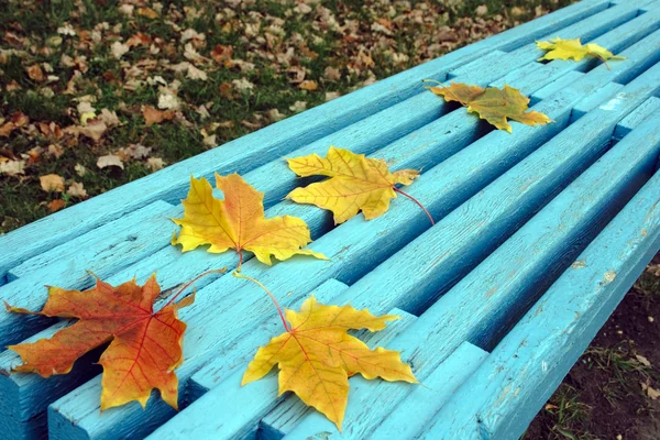 Autumn klonowe listowie na ławce — Zdjęcie stockowe