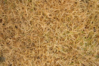 agrostis stolonifera kıştan sonra