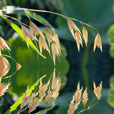 Yellow oats spikes reflecting in water clipart