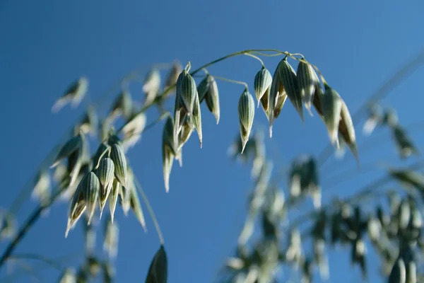 stock image Oats spikes