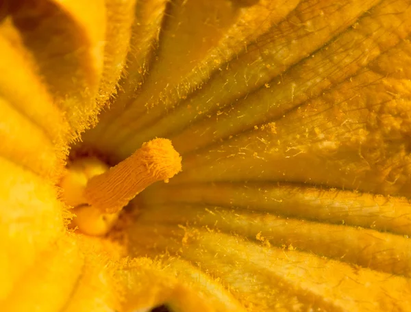 stock image Closeup pumpkin flower inside