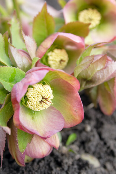 Helleborus the first spring flowers