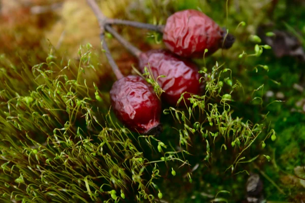 Fallna rose-hund berry bland mossa — Stockfoto