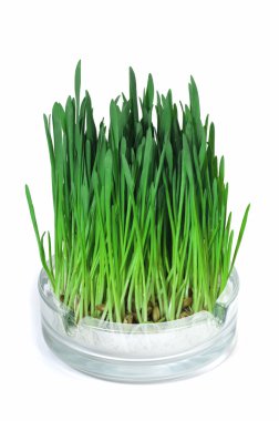 Green grass growing in the ashtray clipart
