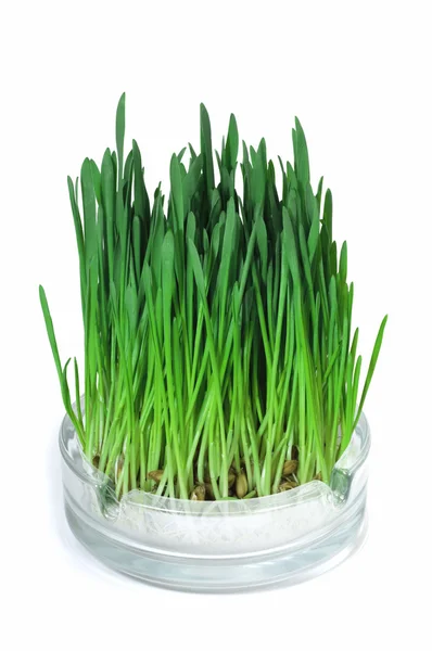 Erba verde che cresce nel posacenere — Foto Stock