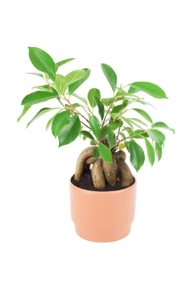 Ficus i potten, isolerad på vit — Stockfoto