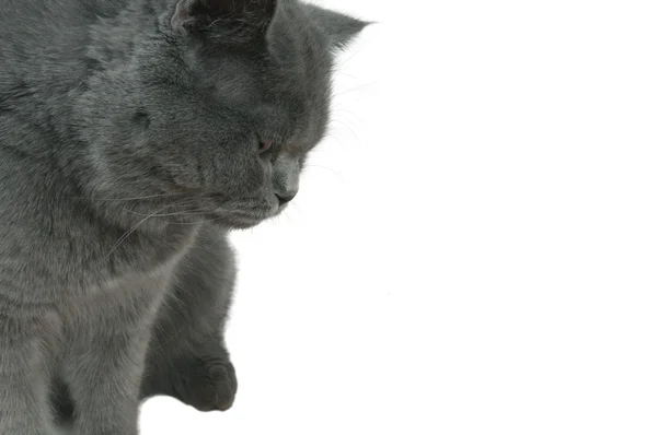 Gray cat looking at something. — Stock Photo, Image