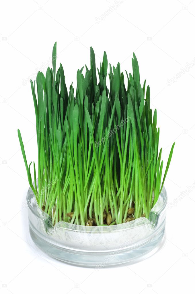 Green grass growing in the ashtray