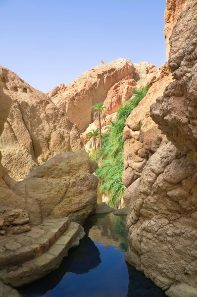 stock image River between rocks in the oasis