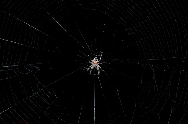 stock image Hunting spider on the web