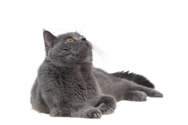 British cat lying and looking up — Stock Photo, Image