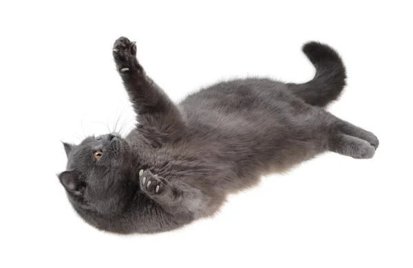 Gato británico está acostado sobre su espalda — Foto de Stock
