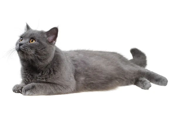 British cat lying and looking left — Stock Photo, Image