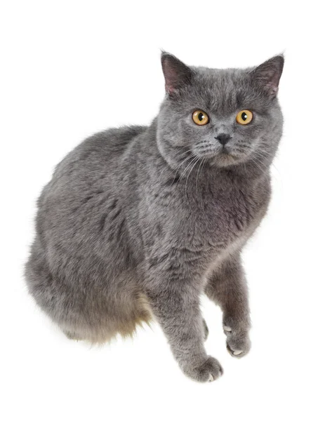 British cat sits and stares into camera — Stock Photo, Image